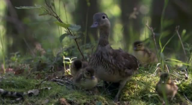 BBC : Planet Earth Snapshot20090402221730