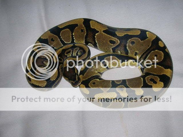 Clarke Reptile's Collection Snakes001-1