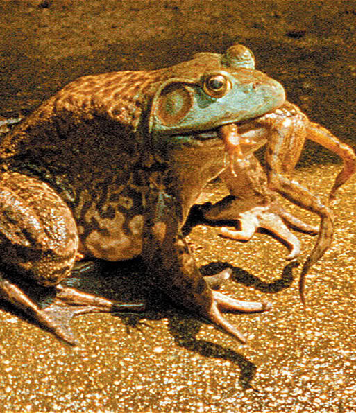 أكبر ضفدع في العالم .. ووواااو .. The world's largest frogs  Image