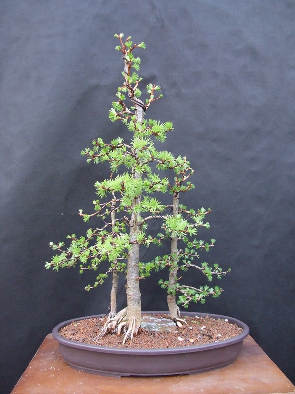 Larch group Larch%20group%20spring%2015