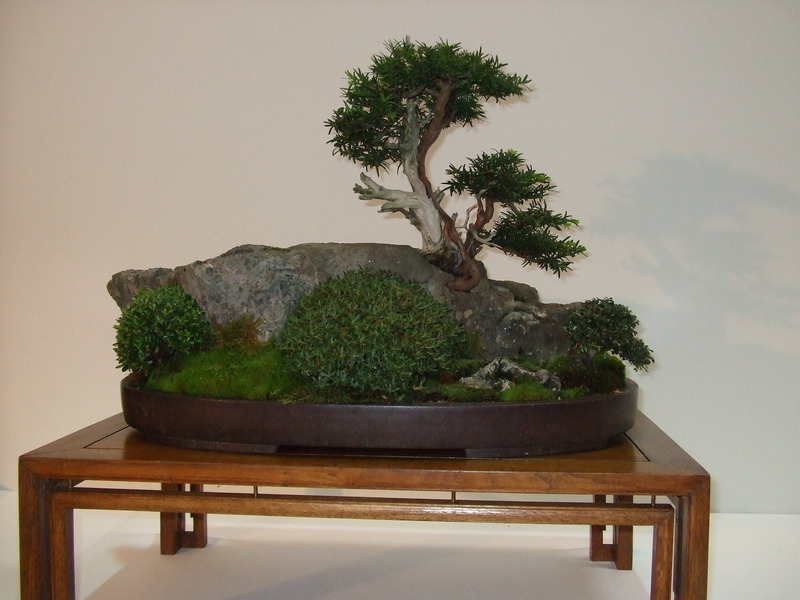 Bonsai Europa!!!!!!! TT%20rock%20yew