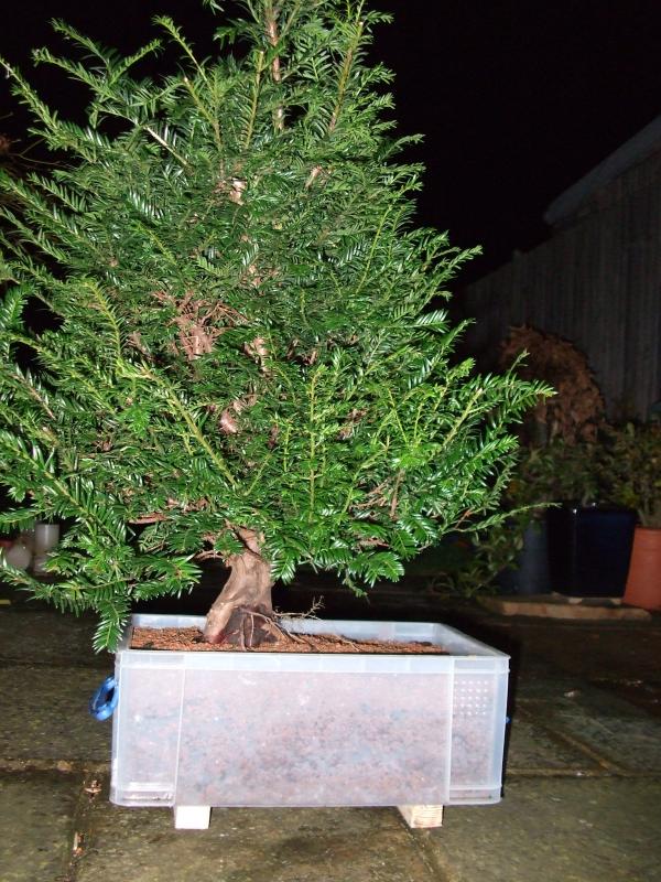 Translucent growing box? Taxus2014