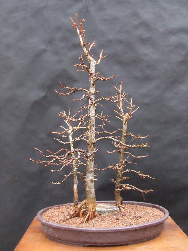 Larch group Larch%20potted