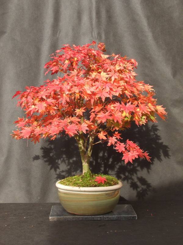 Some Autumn colour Small%20Japanese%20Maple%20Autumn%202015