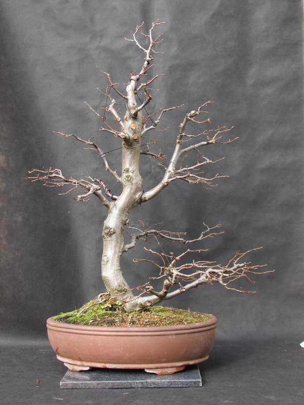 Tall Hornbeam - styling advice welcome? Tall%20Hornbeam%20Atumn%202015%20No2