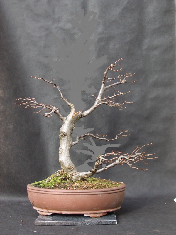 Tall Hornbeam - styling advice welcome? Tall%20hornbeam%20virtual%202