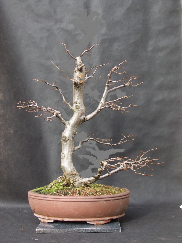 Tall Hornbeam - styling advice welcome? Tall%20hornbeam%20virtual