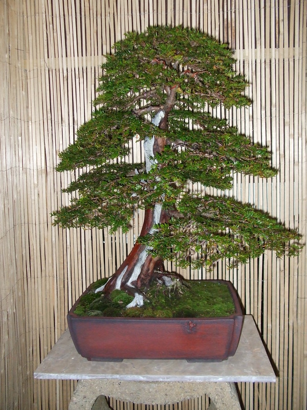 Bonsai Europa!!!!!!! - Page 2 Yew