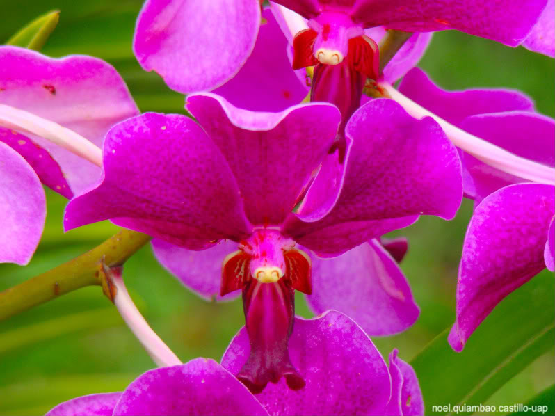 FLOWERS - Page 6 Orchid-1