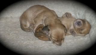 Ch.Trigger x Ch. Lettie - I can hardly wait! - Page 2 Lettiepups2012