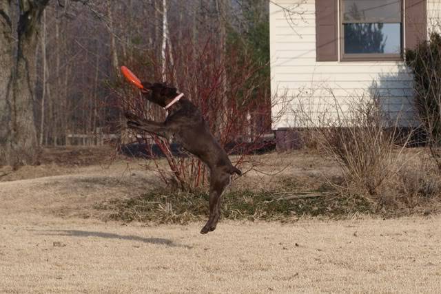 Tundra and her Frisbee P3060885