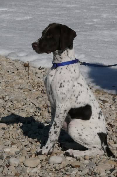 Puppies getting BIG Remi4mo4