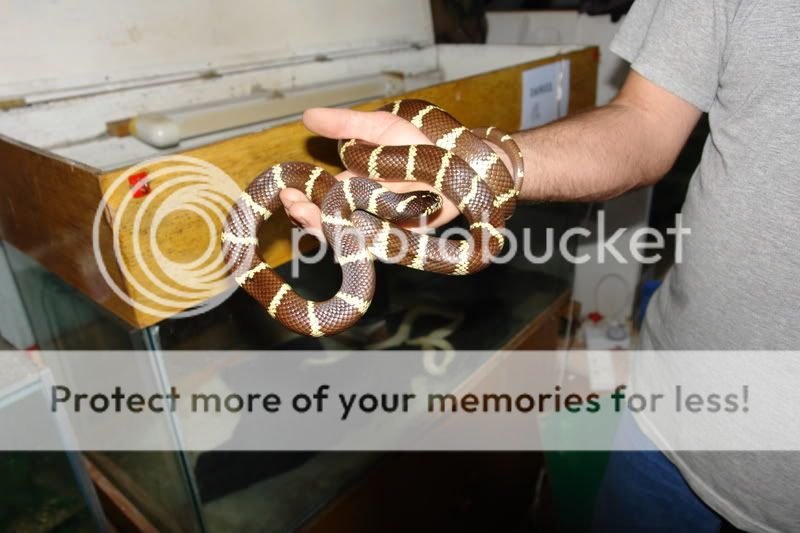 California kingsnake DSC01112