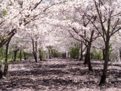 voorjaar, bloesem Cherry_blossoms