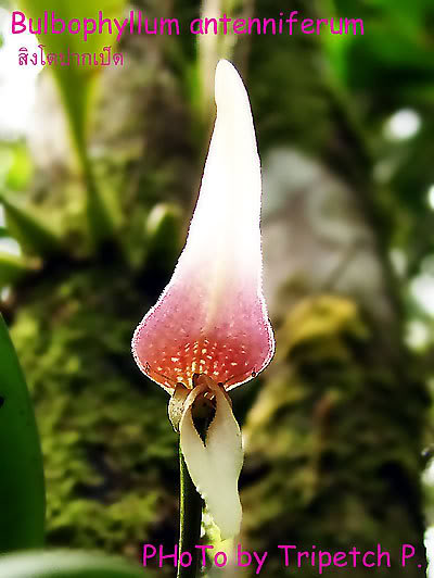 Checklist bulbophyllum of Thailand..........1 Bulb_antenniferum_01899_sm1