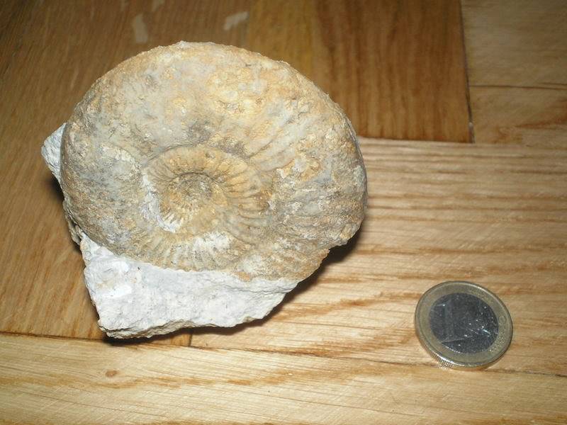 Ammonites del Lias P9220353