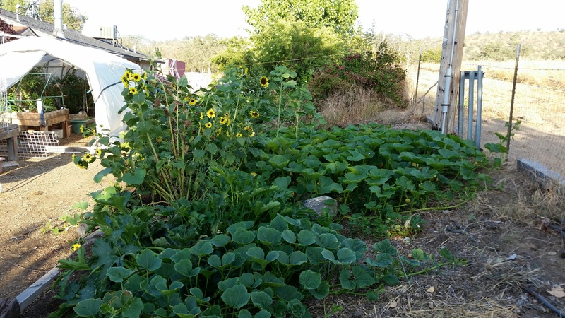 Boston Marrow Heirloom Squash - Anyone grown it? 20160608_185252_resized_zpswwdtfzpy