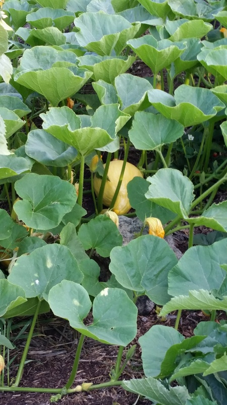 Boston Marrow Heirloom Squash - Anyone grown it? 20160608_185312_resized_zpsbdjcv2cd