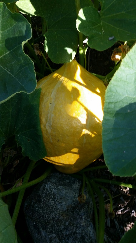 Boston Marrow Heirloom Squash - Anyone grown it? 20160615_174619_resized_zpsccj60vsl