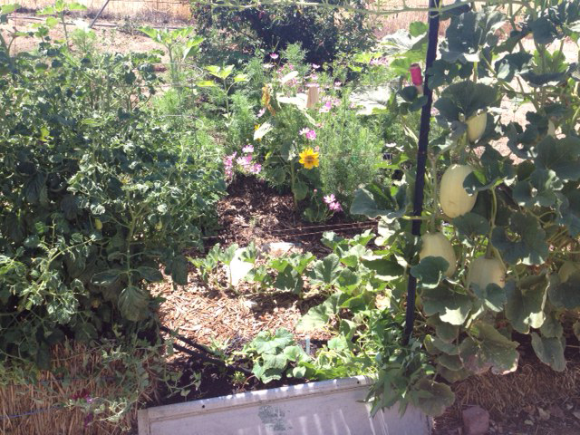 Any Straw Bale Gardeners Out There? 6-12-13-balesnhillside_zps8784cf32