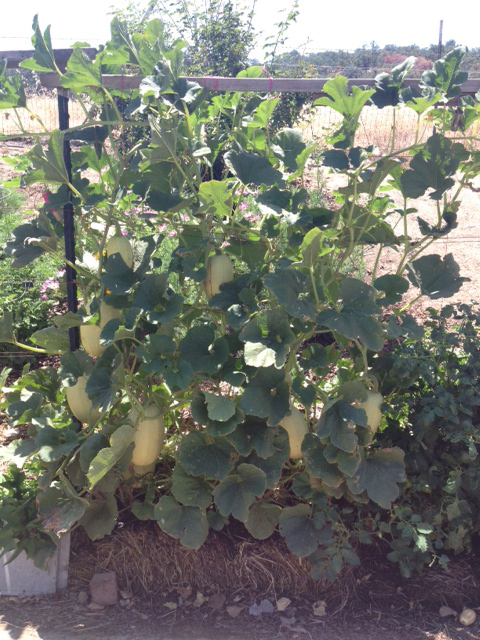 Any Straw Bale Gardeners Out There? 6-12-13-spaghettisquash_zps0493a767