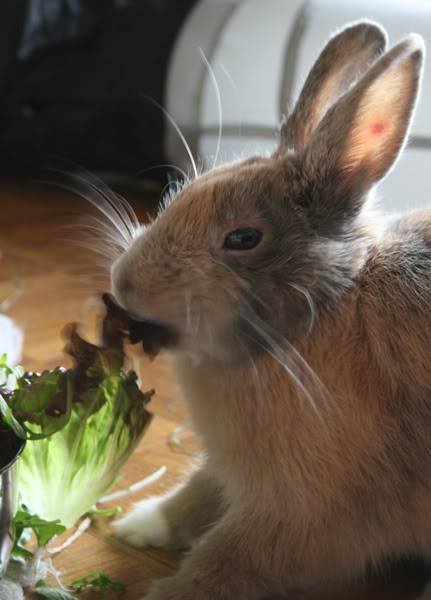 Dory ne va pas bien !  - Page 3 Repas1