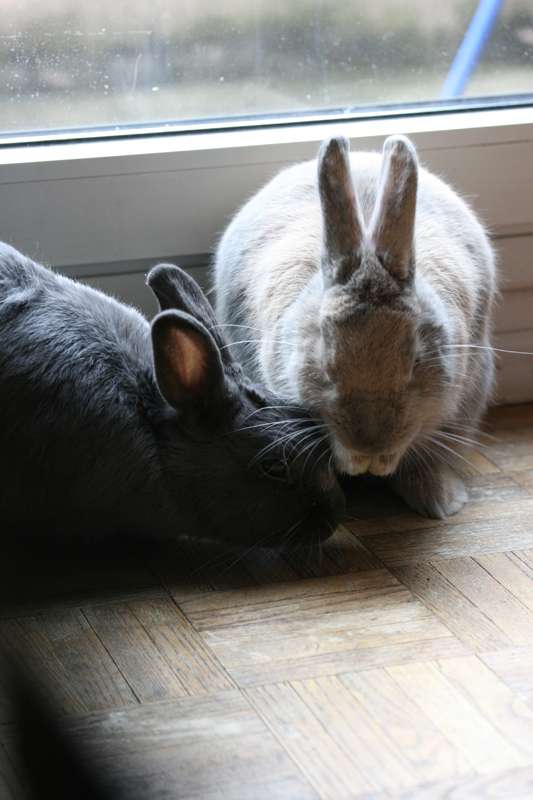 Ma lapine monte mon mâle Toilettage