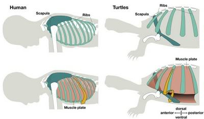 El secreto del caparazón de las tortugas Evolucioncostillas