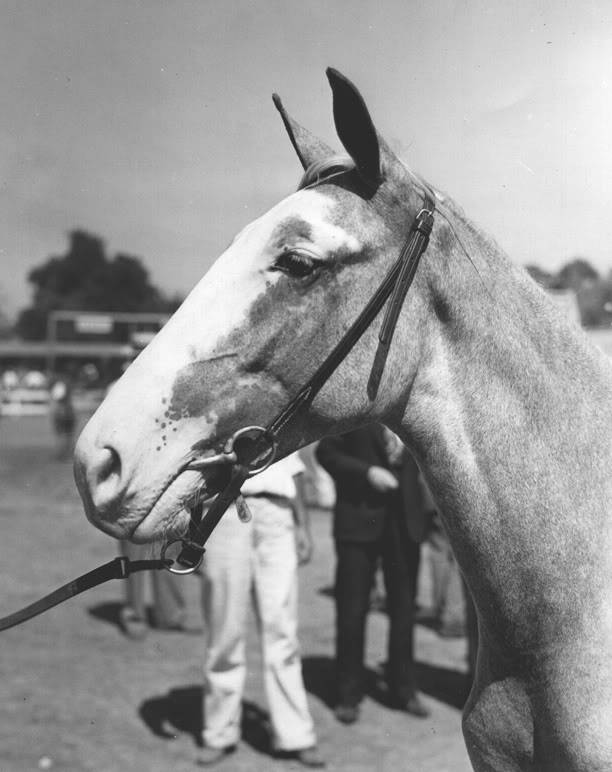 The BEST of Walking Horse Trivia! - Page 10 19752-1