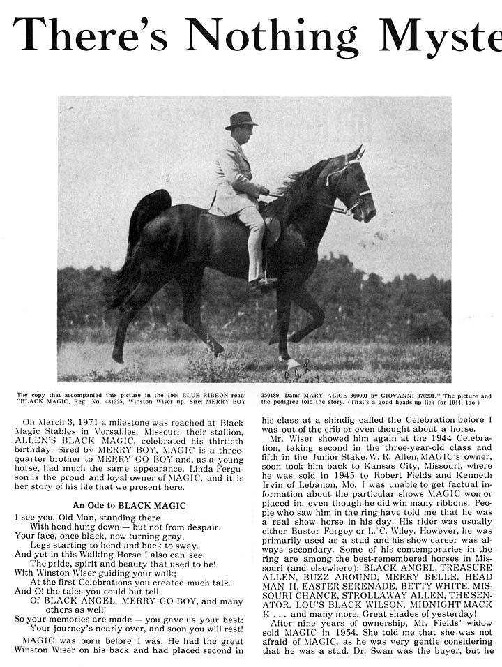 History Of The Tennessee Walking Horse - Page 8 AllensBlackMagic