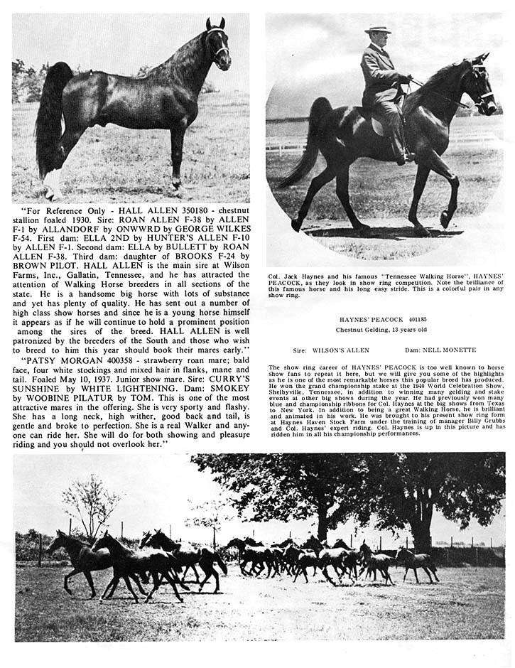 History Of The Tennessee Walking Horse - Page 8 DownTheRoad2