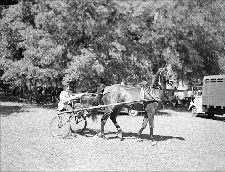 Photos & Memorabilia - Page 10 FloridaHorseShow2