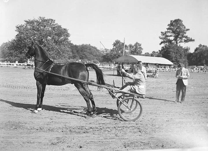 Photos & Memorabilia - Page 10 FloridaHorseShow6