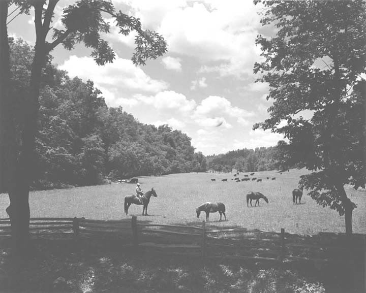 History Of The Tennessee Walking Horse - Page 7 HiddenValleyFarmWilliamsonCo1954