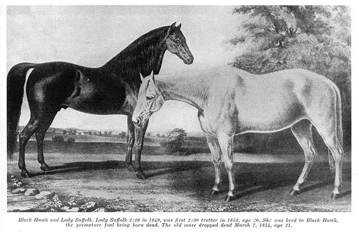 History Of The Tennessee Walking Horse - Page 8 Morgan2