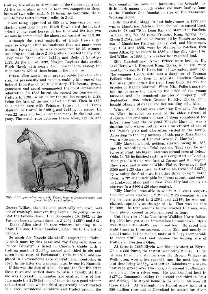 History Of The Tennessee Walking Horse - Page 8 Morgan5