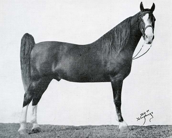 History Of The Tennessee Walking Horse - Page 7 SirMaugray