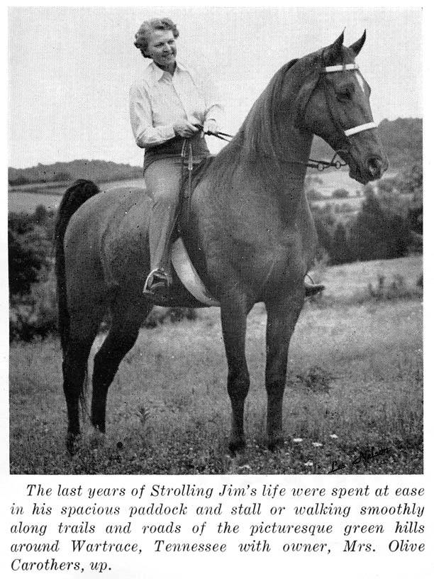 History Of The Tennessee Walking Horse - Page 8 StrollingJimOliveCarothers