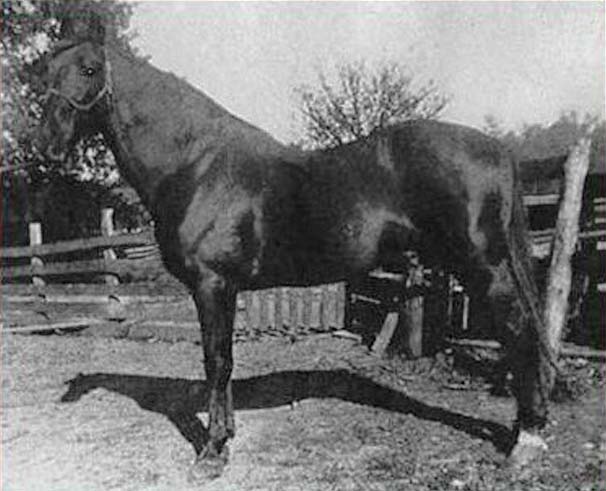 Let's Talk Walking Horse Trivia - Page 2 WilsonsAllen1