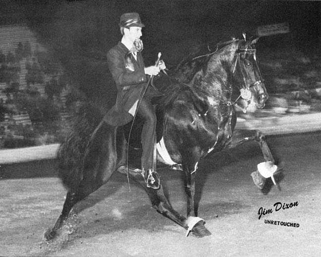 The BEST of Walking Horse Trivia! - Page 15 SettingSunDelightRickWomack