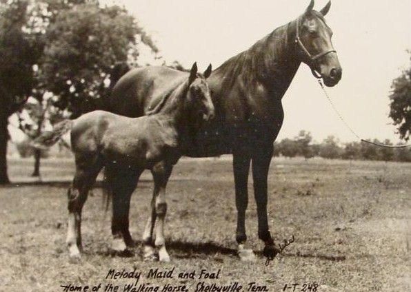 History Of The Tennessee Walking Horse - Page 10 MelodyMaidFoal