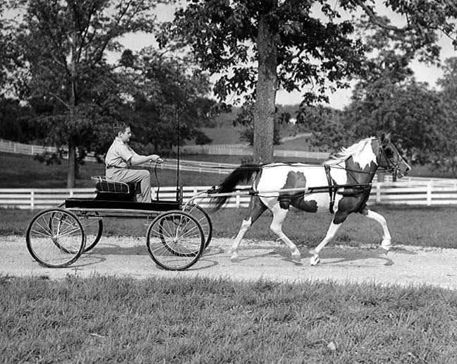 The BEST of Walking Horse Trivia! - Page 7 JimmyWardatMarylandFarms