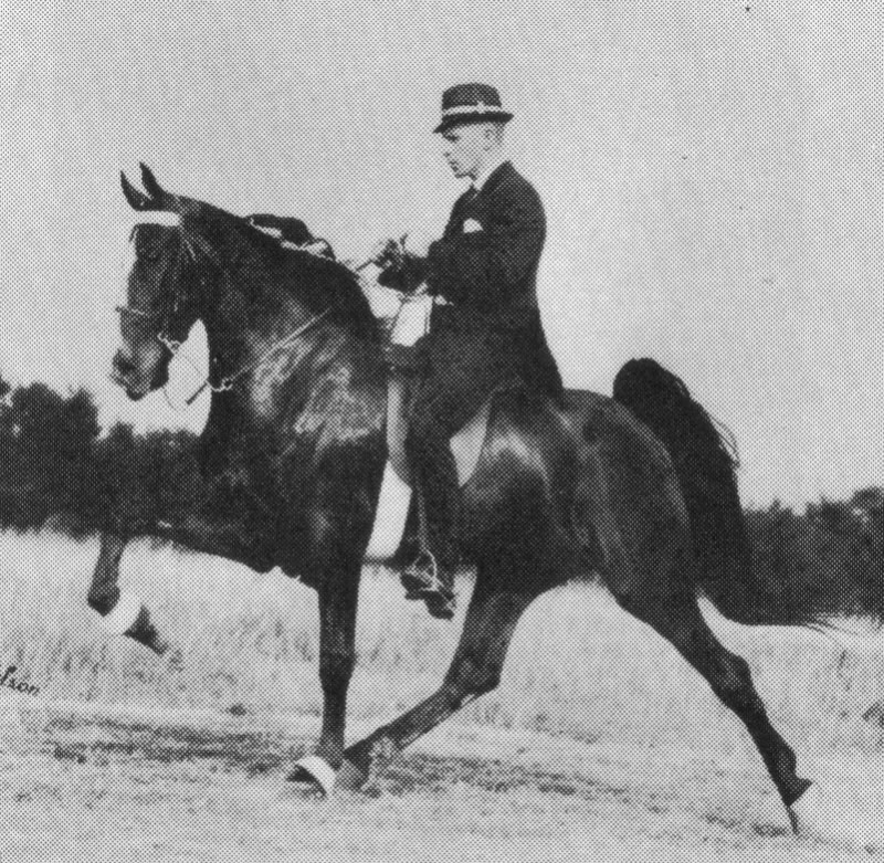 The BEST of Walking Horse Trivia! - Page 11 SunsStradivariusNeilRobinson