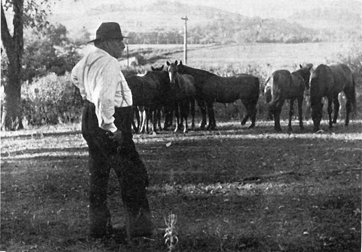 History Of The Tennessee Walking Horse - Page 5 LemMotlowHorses