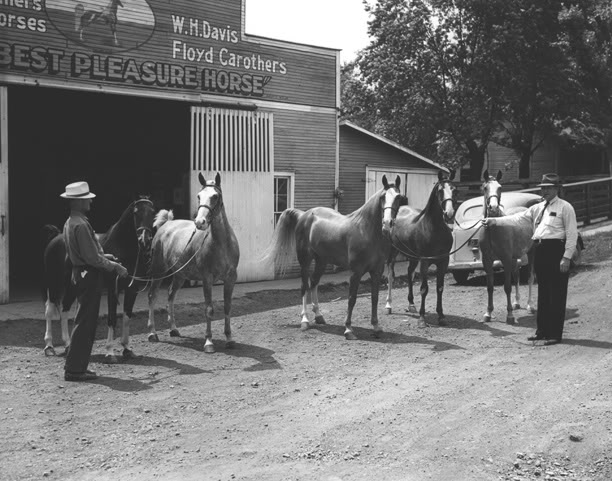 The BEST of Walking Horse Trivia! - Page 7 WHDavisLiveryStableWartrace-1