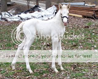 2010 foals at P&J Appaloosas Saphire3