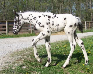 2010 foals at P&J Appaloosas Warrior9