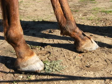 Gentil cheval souffre en silence - Page 2 DSCF1369