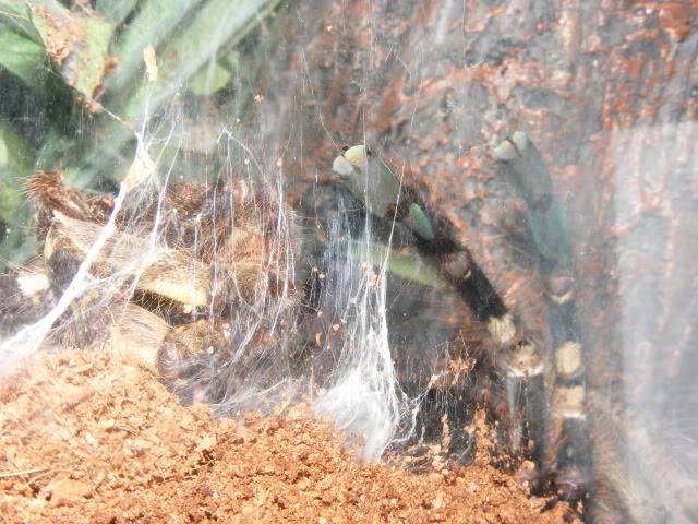 Fresh Molt Picture441