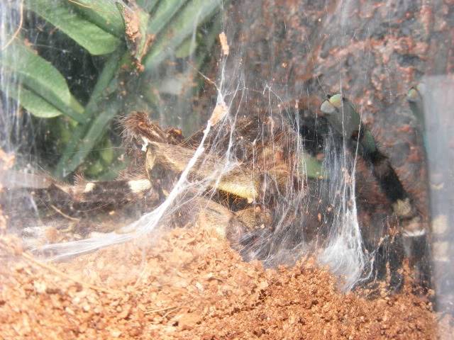 Fresh Molt Picture442